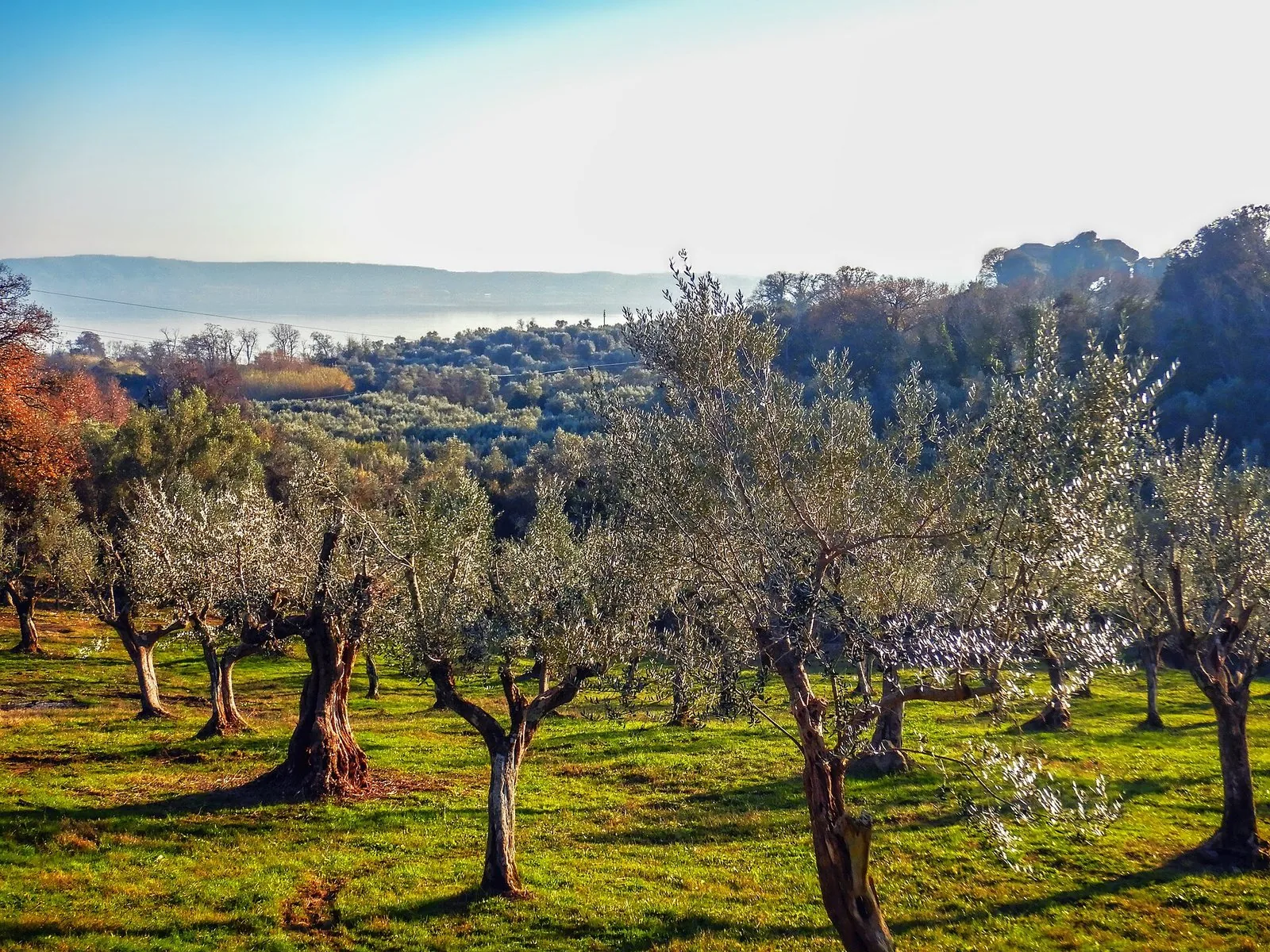 Un antico oliveto